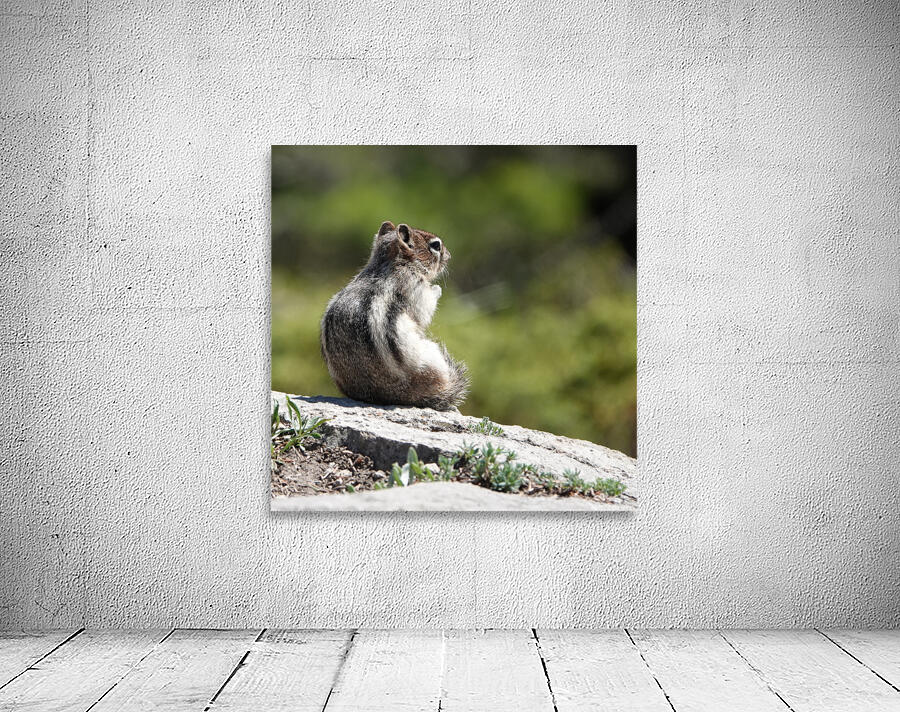 Cute chipmunk admiring a view 2 Wall Preview