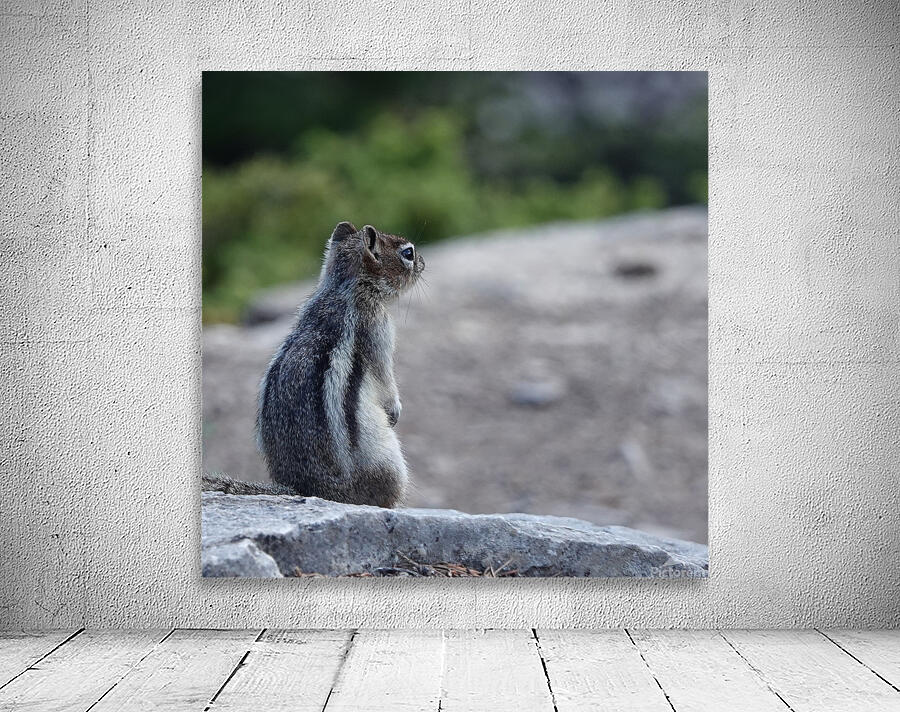 Cute chipmunk admiring a view 1 Wall Preview