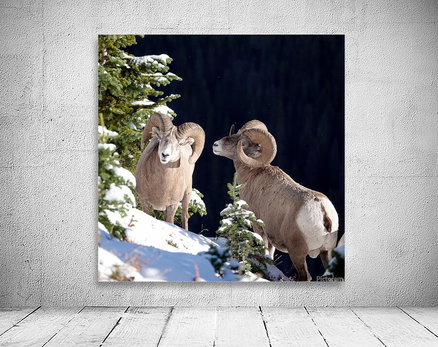 Bighorn ship Wall Preview