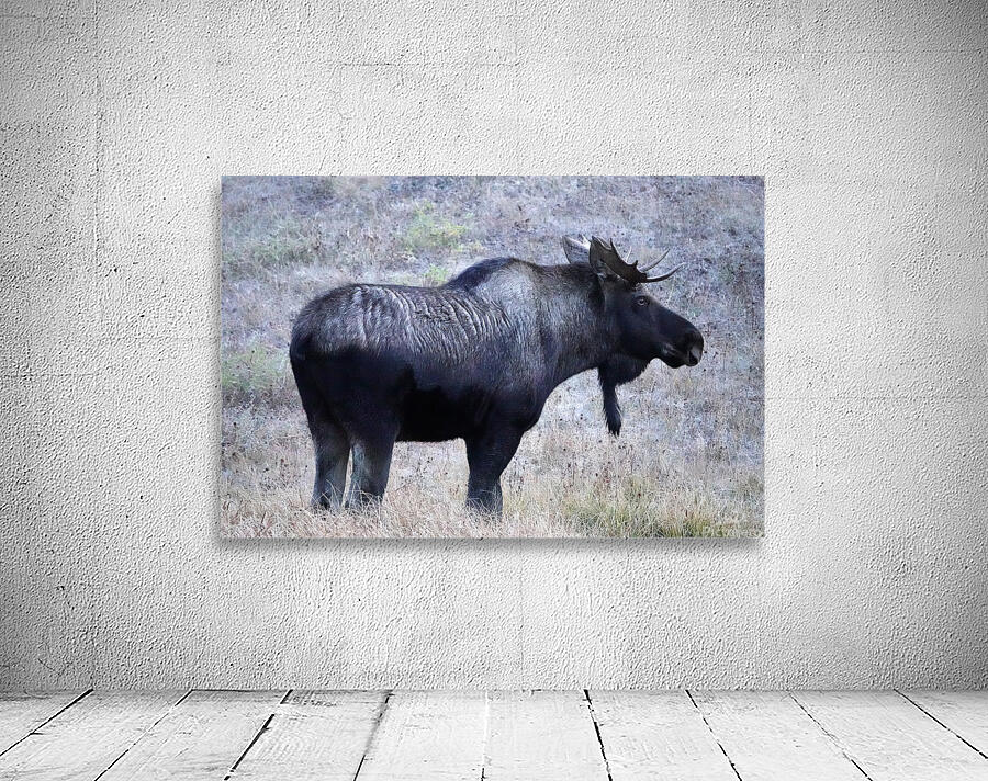Bull moose Wall Preview