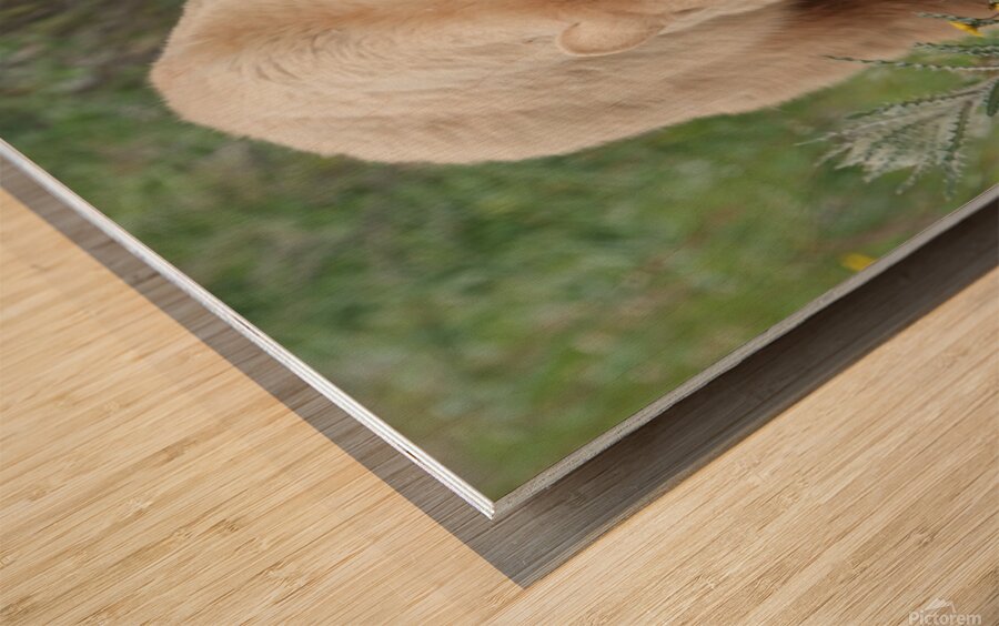 American Black Bear Wood print