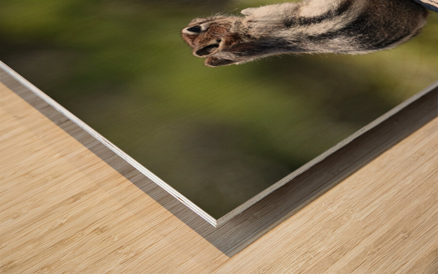 Cute chipmunk admiring a view 2 Wood print