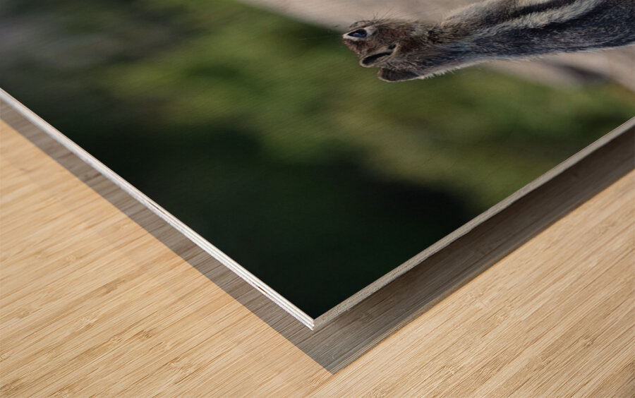 Cute chipmunk admiring a view 1 Wood print