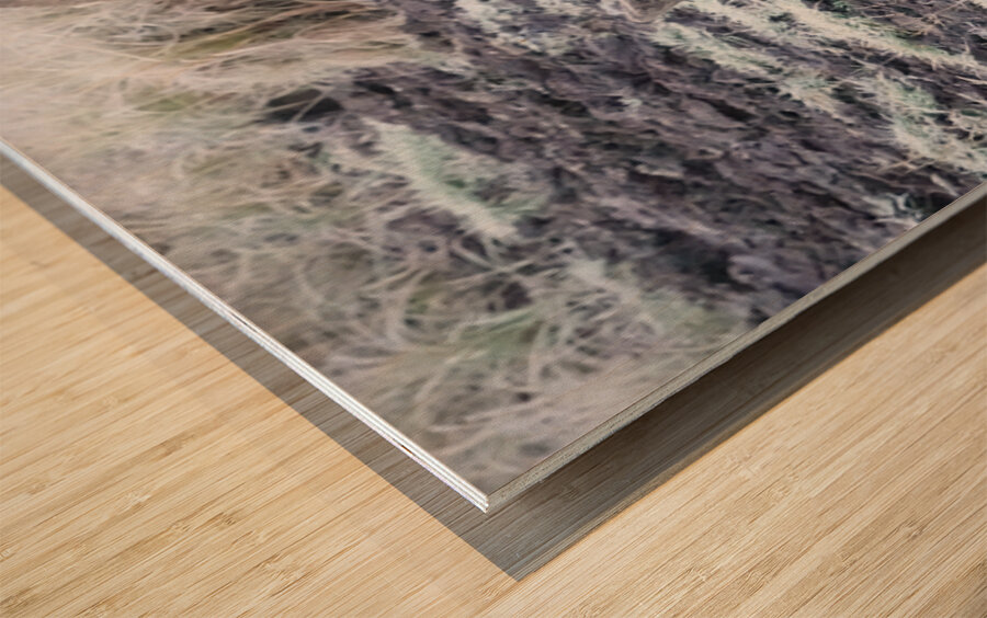 Cow moose 2 Wood print