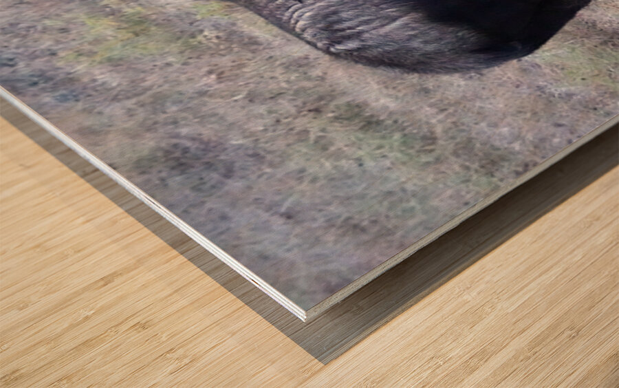 Bull moose Wood print