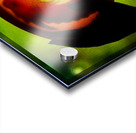 Dragon Egg Acrylic print