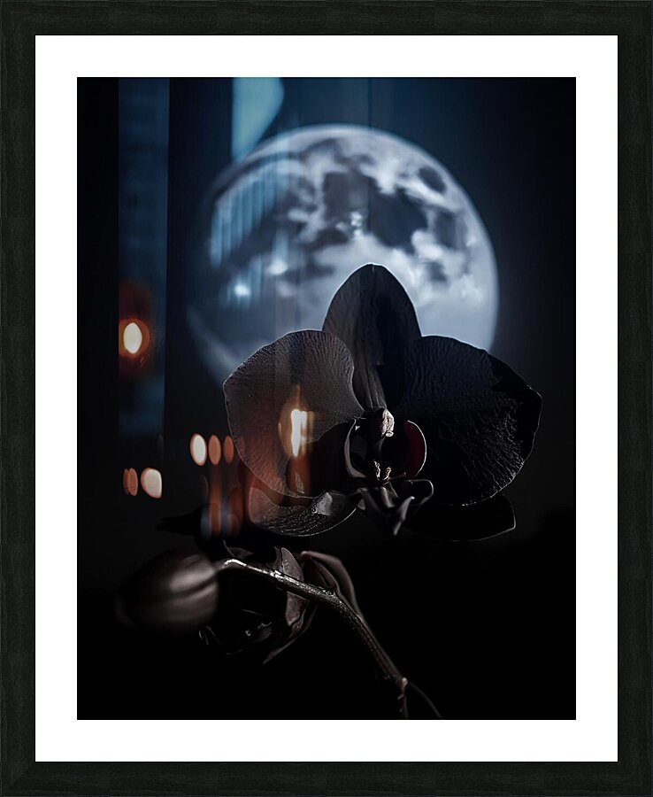 Black Orchid Picture Frame print