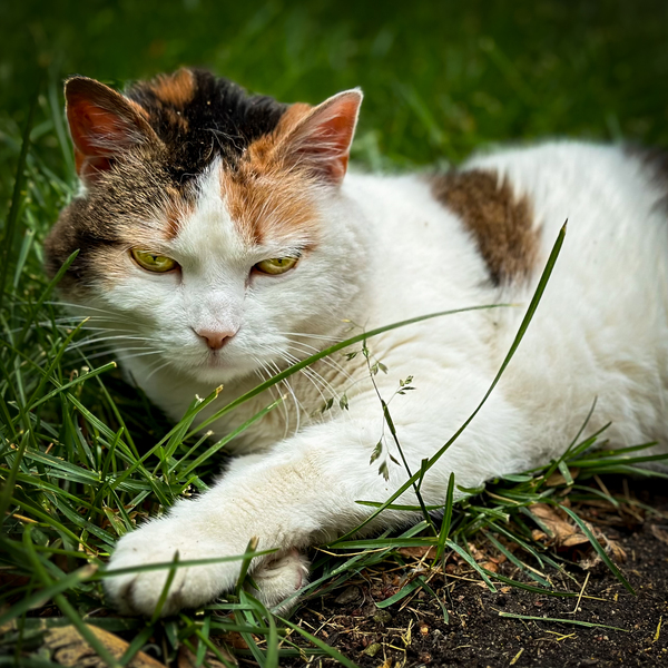 Cat in Grass Digital Download