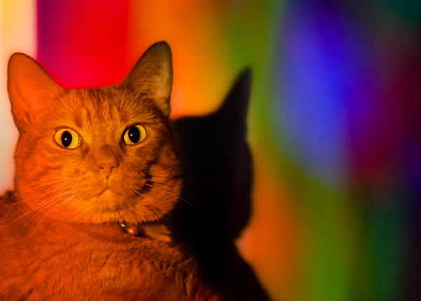 Pride Cat Digital Download