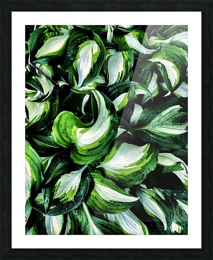 Hosta La Vista Picture Frame print