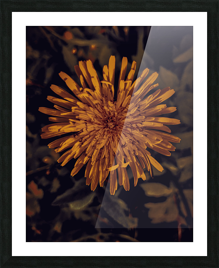 Sepia Dandelion Flower Picture Frame print