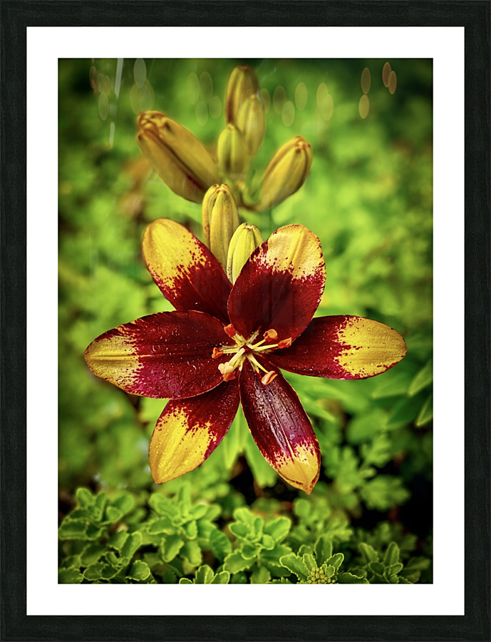 Summer in Full Bloom Picture Frame print