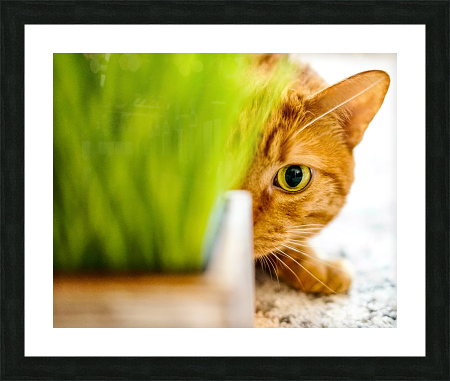 On the Prowl Picture Frame print