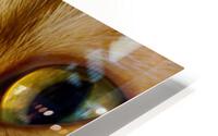 Ready For My Close Up HD Metal print
