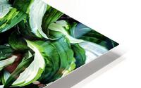 Hosta La Vista HD Metal print