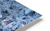 Winter Pines HD Metal print