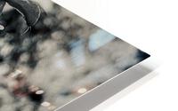Au Naturel HD Metal print