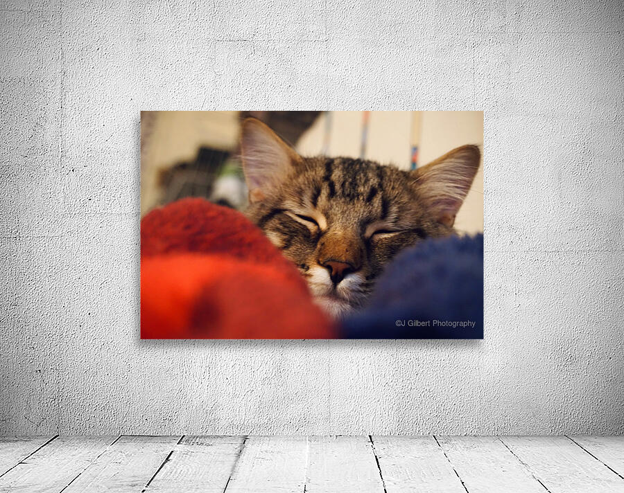 Cat Nap Wall Preview