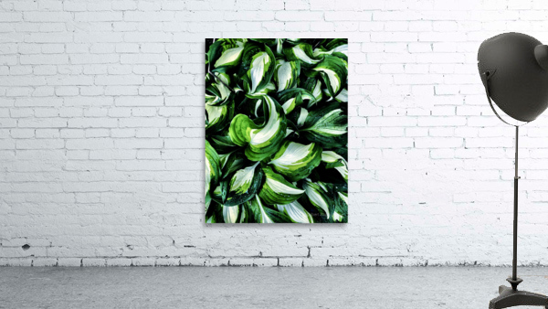 Hosta La Vista Wall Preview