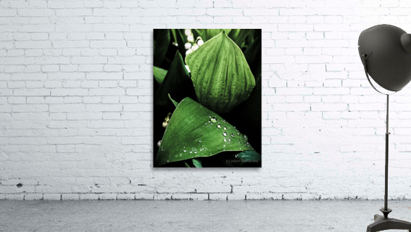 Dainty Drops Wall Preview