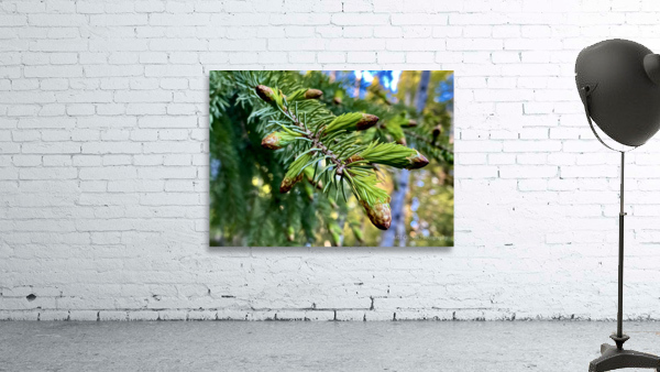 Fresh Wall Preview