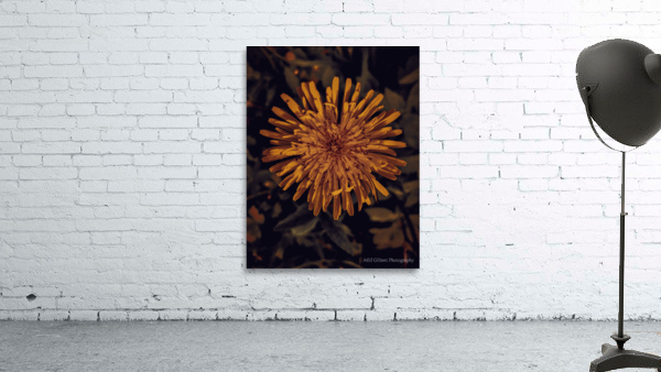 Sepia Dandelion Flower Wall Preview