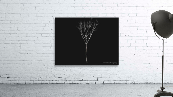 A Birch Wall Preview