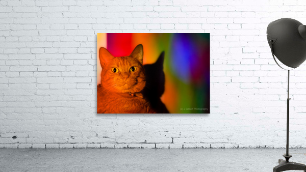Pride Cat Wall Preview
