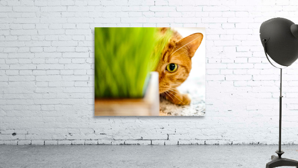 On the Prowl Wall Preview