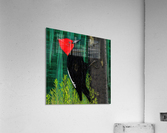 Knock knock knocking Acrylic Print