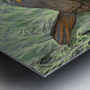 Chucao Metal print