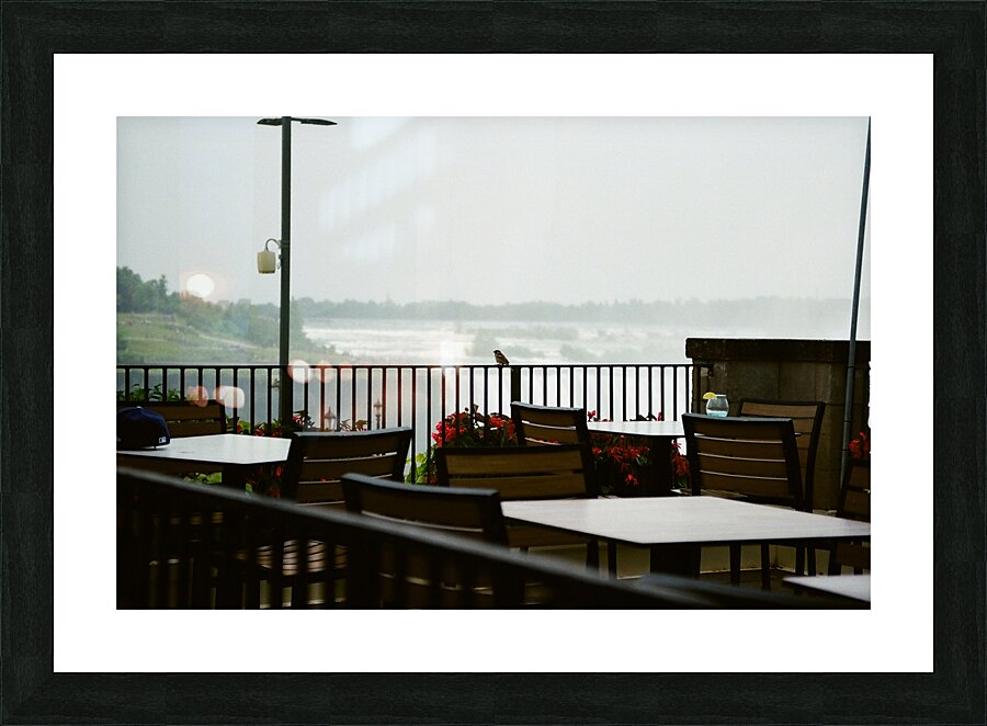 A Bird Near Niagara Falls Picture Frame print