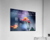 Fragility Acrylic Print