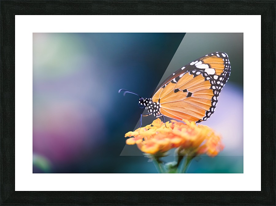 Monarch Picture Frame print
