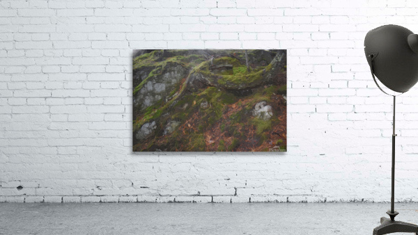 Tree Roots Artwork Wall Preview
