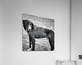 UNLOVED Acrylic Print