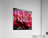 Garden Rose Acrylic Print