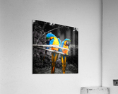 LoveBirds Acrylic Print