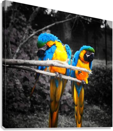 LoveBirds Canvas Print