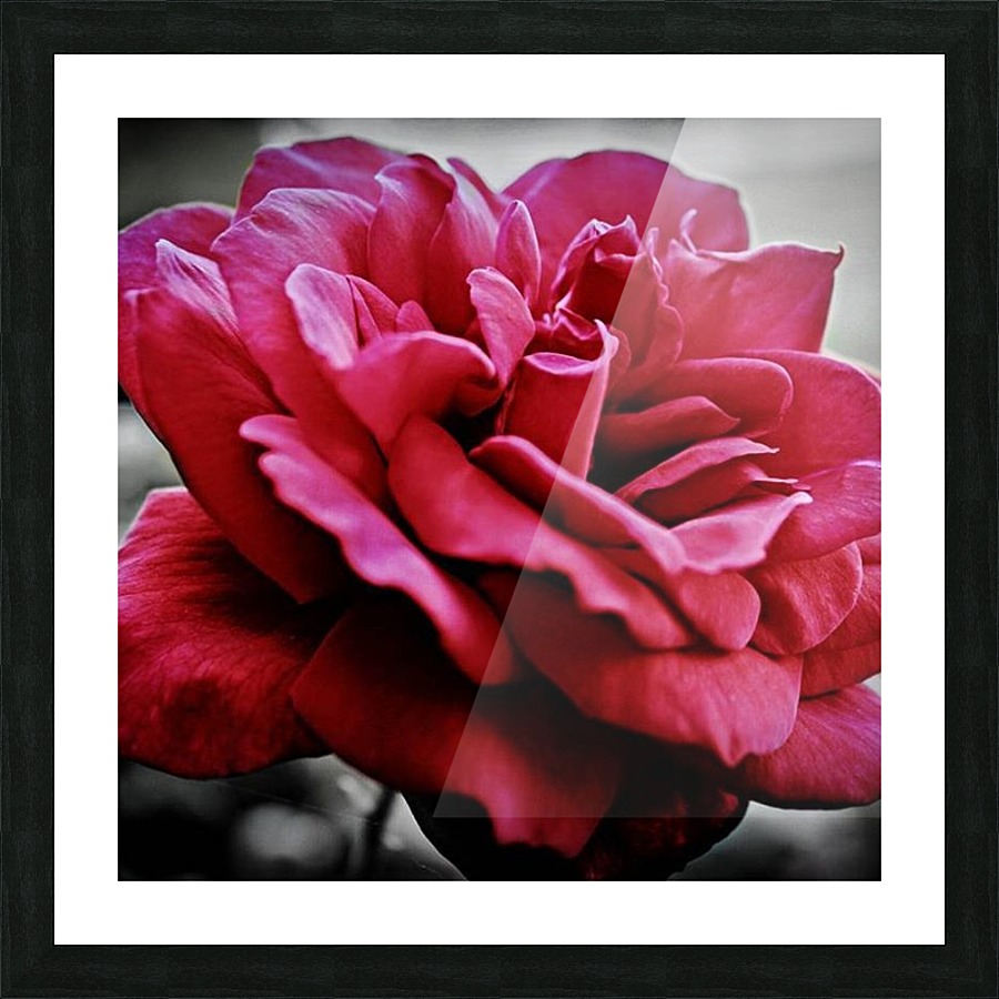 Garden Rose Picture Frame print