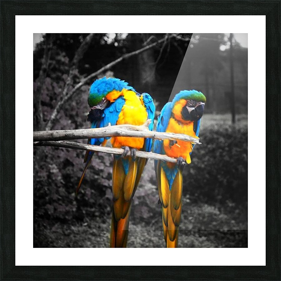 LoveBirds Picture Frame print