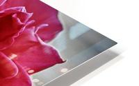 Garden Rose HD Metal print