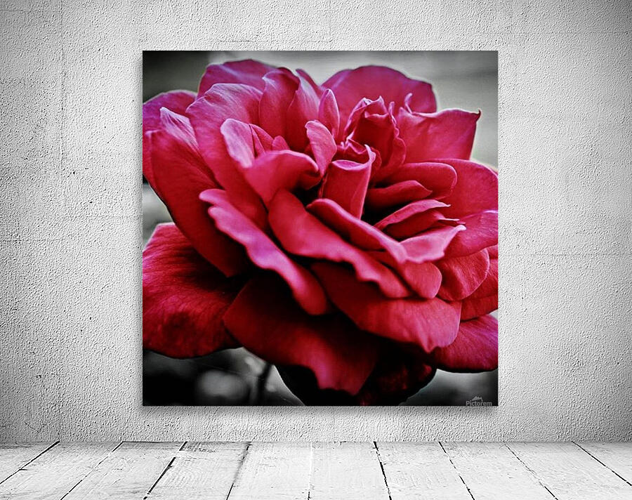 Garden Rose Wall Preview