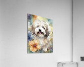 Cute Havanese Dog 4 Acrylic Print