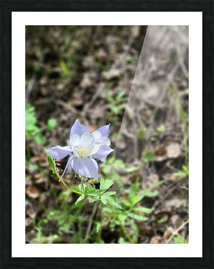 Columbine CO Picture Frame print