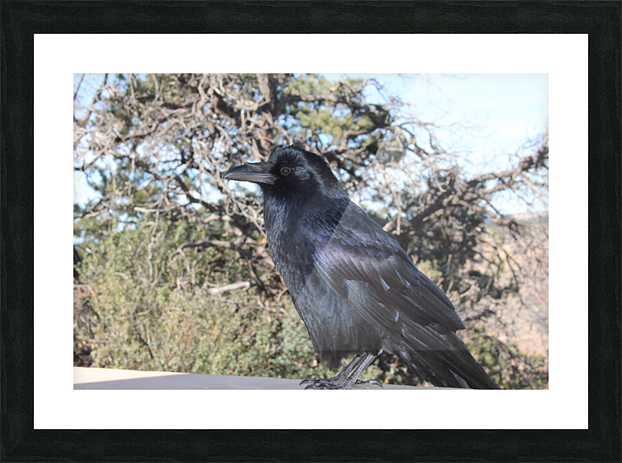 Raven_Jeffory_2 Picture Frame print