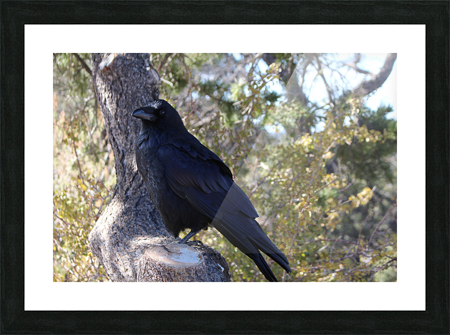 Raven_Jeffory Picture Frame print