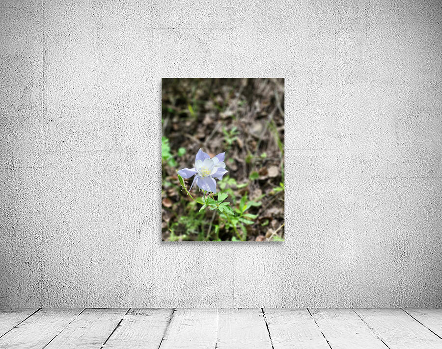 Columbine CO Wall Preview