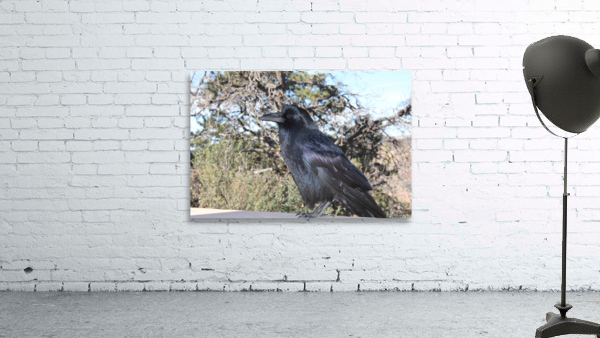Raven_Jeffory_2 Wall Preview