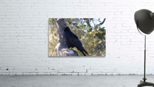 Raven_Jeffory Wall Preview